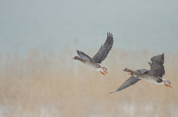 Greylag Gooses (Anser anser) and Greater White-fronted Goose (Anser albifrons) flying in snowy weather near Lake Karataş in Turkey.