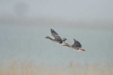 Greylag Gooses (Anser anser) flying in snowy weather near Lake Karataş in Turkey.