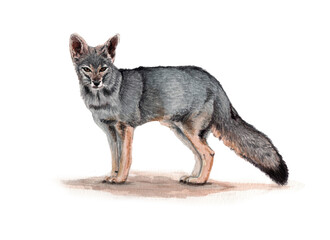  Ilustración en acuarela de Zorro Gris o Chilla (Lycalopex griseus) Mamíferos de Chile.	