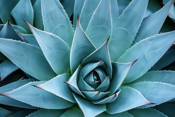 Background of green agave cactus