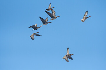 Greylag Goose (Anser anser) and Greater White-fronted Goose (Anser albifrons) flying in groups over the lake at Karataş Lake in Turkey.