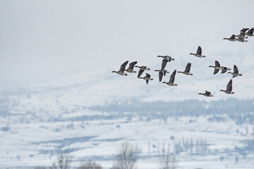 Greylag Goose (Anser anser) and Greater White-fronted Goose (Anser albifrons) flying over Lake...