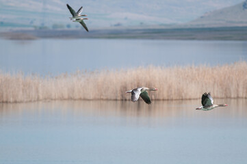 Greylag Goose, Anser anser, flying over the lake at Karataş Lake in Turkey.