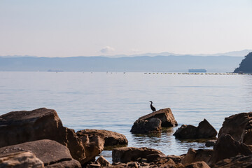 Cormorant bird on rock with panoramic view of idyllic coastline of Gulf of Piran, Adriatic...