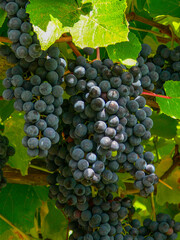 Grapes Vitis vinifera, Strawberry grape