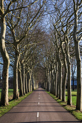 Narrow country road through a row of trees without leaves.
