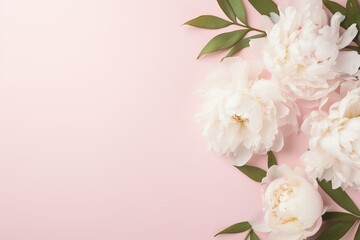 Flat lay of white peony flowers with copyspace on pink background - obrazy, fototapety, plakaty