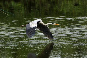 Garça Real Europeia em voo rasante na lagoa de Guaratiba - Maricá - RJ 