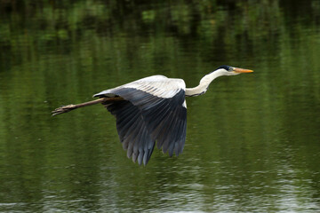 Garça Real Europeia em voo rasante na lagoa de Guaratiba - Maricá - RJ 