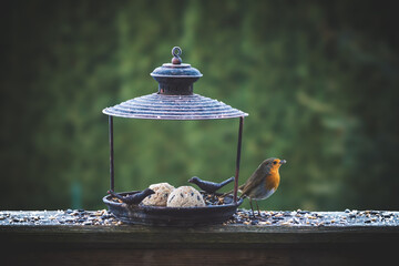 a robin, erthacus rubecula, in the garden at a winter day at a bird feeder 