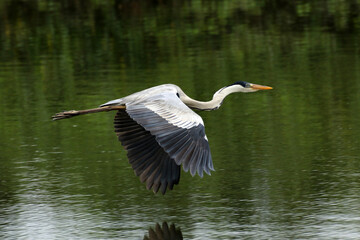 Garça Real Europeia em voo rasante na lagoa de Guaratiba - Maricá - RJ 