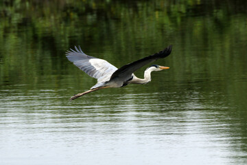 Garça Real Europeia em voo rasante na lagoa de Guaratiba - Maricá - RJ 