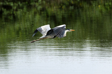 Garça Real Europeia em voo rasante na lagoa de Guaratiba - Maricá - RJ 