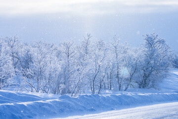 Snowe winter day and snow-covered trees