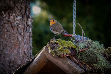 a robin, erthacus rubecula, in the garden at a winter day at a bird feeder 