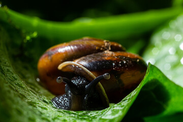 Oxychilus alliarius , commonly known as the garlic snail or garlic glass-snail © Oleh Marchak