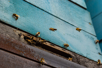 Group of bees near a beehive, in flight. Wooden beehive and bees. Bees fly out and fly into the round entrance of a wooden vintage beehive in an apiary close up view