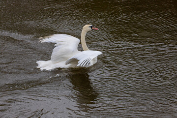 Fototapeta premium The mute swan Cygnus olor on the water of a small river. A beautiful white bird
