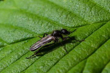Fototapeta premium Aquilegia sawfly called also columbine sawfly Pristiphora rufipes. Common pest of currants and gooseberries in gardens and cultivated plantations