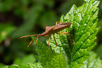 A closeup shot of a brown forest bug or red-legged shieldbug on a green leaf, Pentatoma rufipes