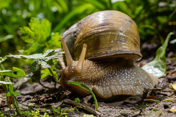 Helix pomatia also Roman snail, Burgundy snail, edible snail or escargot, is a species of large, edible, air-breathing land snail, a terrestrial pulmonate gastropod mollusk in the family Helicidae