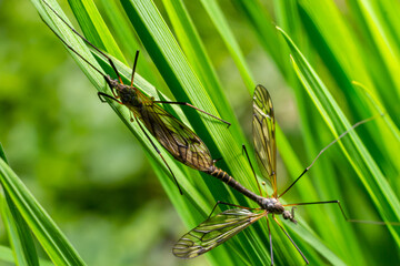 A crane fly Tipula maxima resting on a nettle leaf in early summer