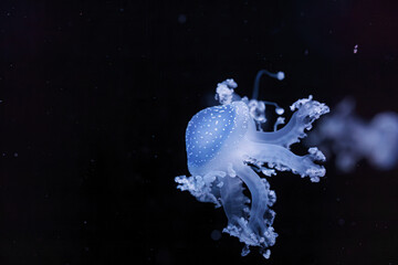 underwater shot of a beautiful Australian Spotted Jellyfish