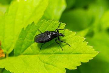 Bibio marci is a fly from the family Bibionidae called March flies and lovebugs. Larvae of this insects live in soil and damaged plant roots