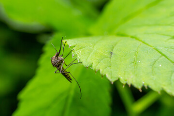 macro normal female mosquito isolated on green leaf