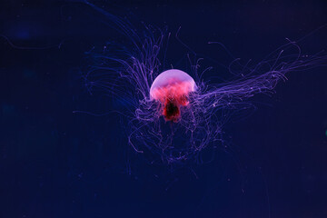 underwater photography of a beautiful lion's mane jellyfish cyanea capillata