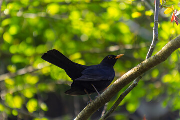 male Blackbird Turdus merula perched on the branch of a tree