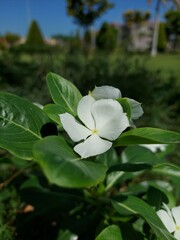 Pictures of roses on the phone in high-resolution quality without modifications.