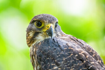 A New Zealand Falcon Bird also known as a Karearea