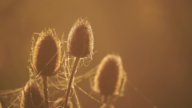 Teasels covered in cobwebs glowing in the sunlight during the golden hour