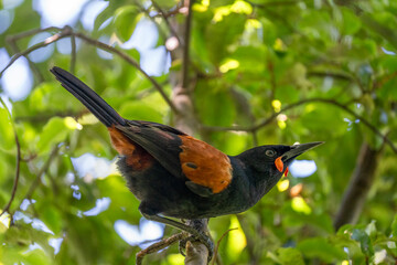 A saddleback bird in New Zealand also known as a Tieke
