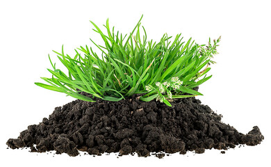 Pile of fertile soil and green grass isolated on a white background