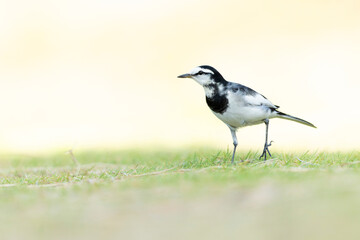 Black-backed Wagtail (Motacilla alba lugens) in a meadow backlit.