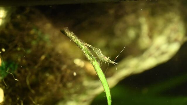 Palaemon paludosus shrimp