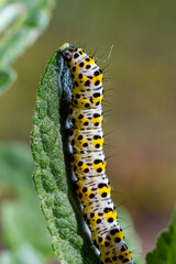 Mullein Cucullia verbasci Caterpillars feeding on garden flower leaves