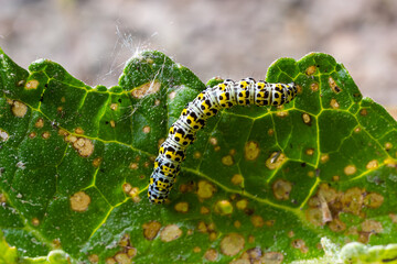 Mullein Cucullia verbasci Caterpillars feeding on garden flower leaves