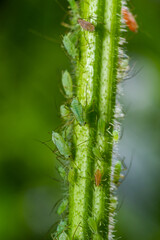 Macrosiphum rosae, the rose aphid is an aphid of the family Aphididae, Hemiptera
