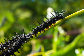 caterpillars of a European peacock butterfly on green leaves they feed on