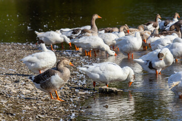 A domestic goose is a goose that humans have domesticated and kept for their meat, eggs, or down...