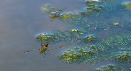 A closeup shot of Gerris lacustris or common pond skater