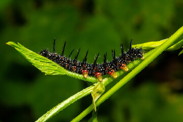 caterpillars of a European peacock butterfly on green leaves they feed on