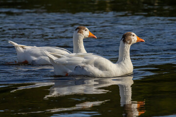 A domestic goose is a goose that humans have domesticated and kept for their meat, eggs, or down feathers. Domestic geese have been derived through selective breeding from the wild greylag goose