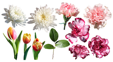 Set of Beautiful flowers. PNG isolated on a transparent background. - obrazy, fototapety, plakaty