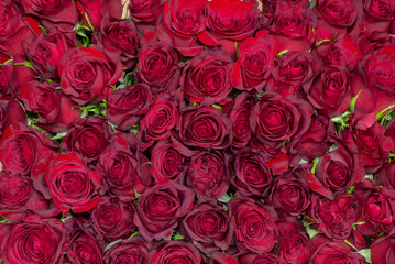 Floral background of heads of black-red roses of the Explorer variety. A huge gift bouquet of more than 60 roses, top view. Background for valentines day, wedding invitations, declaration of love