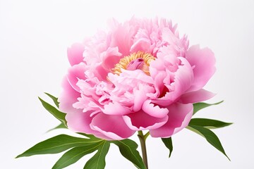 Pink peony flowers on white background