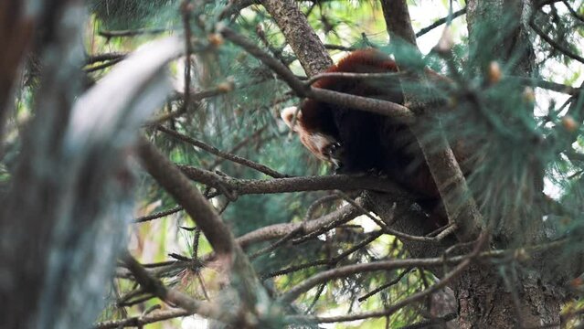 Close up shot of a small red panda (Ailurus fulgens) lesser panda endangered species cleaning its paws while seating on a tree